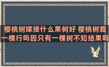 樱桃树嫁接什么果树好 樱桃树栽一棵行吗因只有一棵树不知结果吗